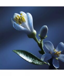 Alternative view of Chloe atelier des fleurs nuit d'oranger eau de parfum 1.2ml vial sample