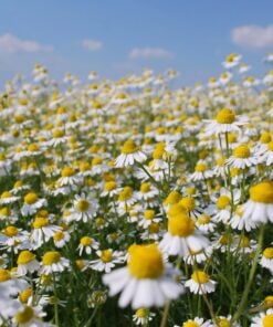 Alternative view of Chamomile Pure Essential Oil by Scent Molecule