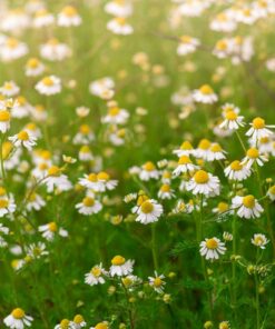 Chamomile Pure Essential Oil by Scent Molecule - Image 3