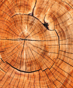 Alternative view of Cedarwood Pure Essential Oil by Scent Molecule
