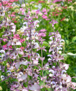 Alternative view of Clary Sage Pure Essential Oil by Scent Molecule