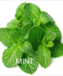 Alternative view of Mint Pure Essential Oil by Scent Molecule