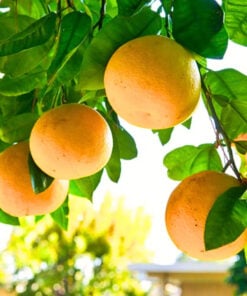 Alternative view of Grape Fruit Pure Essential Oil by Scent Molecule