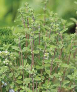 Alternative view of Marjoram Pure Essential Oil by Scent Molecule