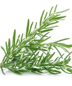 Alternative view of Rosemary Pure Essential Oil by Scent Molecule