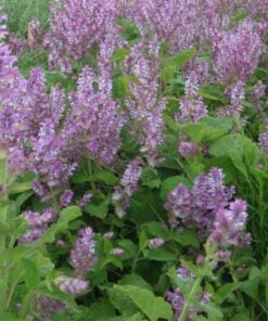 Alternative view of Sauge Sclarée Pure Essential Oil by Scent Molecule