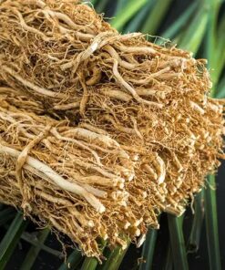 Alternative view of Vetiver Pure Essential Oil by Scent Molecule