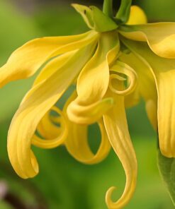 Alternative view of Ylang Ylang Pure Essential Oil by Scent Molecule