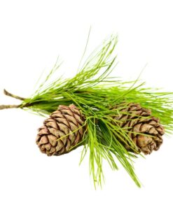 Cedarwood Pure Essential Oil by Scent Molecule - Image 3