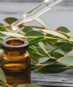 Alternative view of Eucalyptus Pure Essential Oil by Scent Molecule