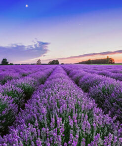 Alternative view of Lavender Top Grade Pure Essential Oil by Scent Molecule
