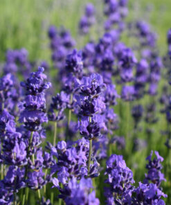 Lavender Pure Essential Oil by Scent Molecule - Image 3