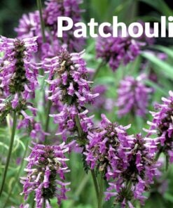 Alternative view of Patchouli Pure Essential Oil by Scent Molecule