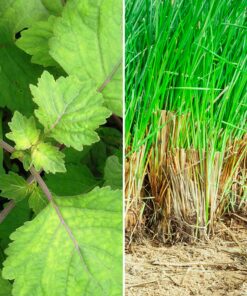 Alternative view of Patchouli & Vetiver Pure Essential Oil by Scent Molecule
