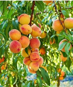 Alternative view of Peach Pure Essential Oil by Scent Molecule