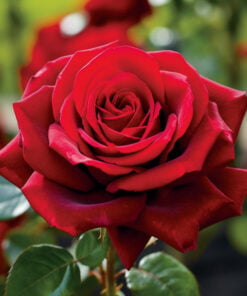 Alternative view of Red Rose Pure Essential Oil by Scent Molecule