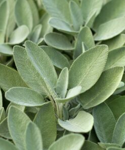Alternative view of Sage Pure Essential Oil by Scent Molecule