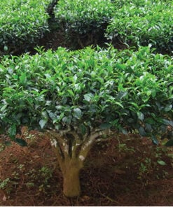 Alternative view of Tea Tree Pure Essential Oil by Scent Molecule