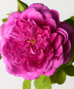 Alternative view of Turkish Rose Pure Essential Oil by Scent Molecule