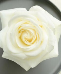 Alternative view of White Rose Pure Essential Oil by Scent Molecule