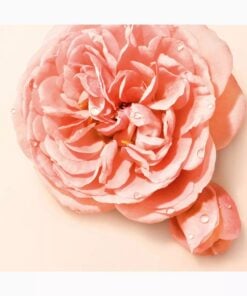Giorgio Armani Sì Nude Bloom 50ml - Image 4