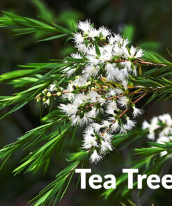 Alternative view of Tea Tree Pure Essential Oil by Scent Molecule