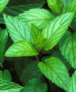 Alternative view of Peppermint Pure Essential Oil by Scent Molecule