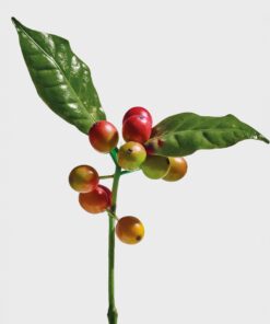 Loewe Wild Coffee edp 100ml - Image 5