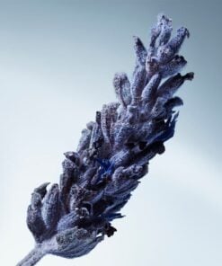 Alternative view of Matiere Premiere Metal Lavender edp 100ml