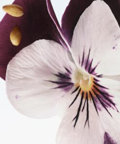 Dries Van Noten Velvet Violet eau de parfum 100ml - Image 5