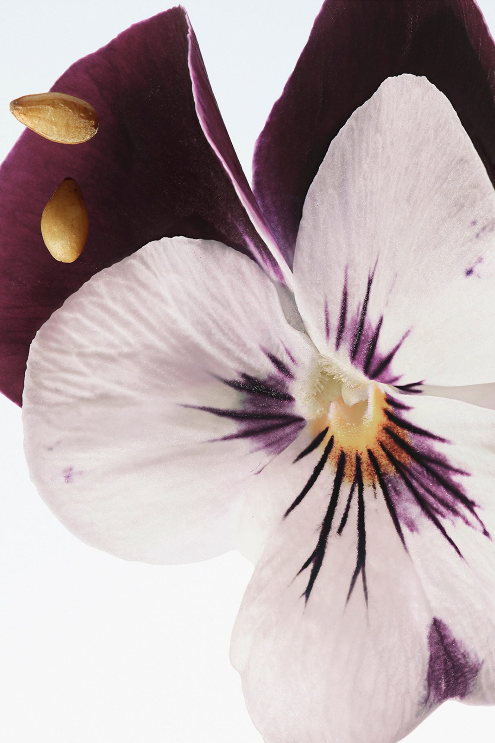 Dries Van Noten Velvet Violet eau de parfum 100ml - Image 5