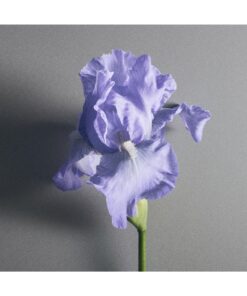 Alternative view of Creed Iris Debonair Eau De Parfum 50ml