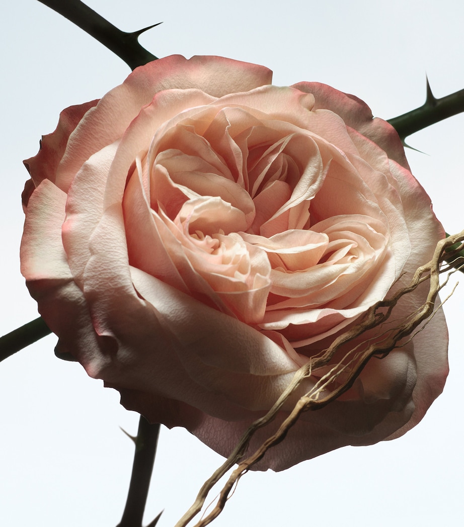 Dries Van Noten Rosa Carnívora Eau de Parfum (200ml) - Refill - Image 2